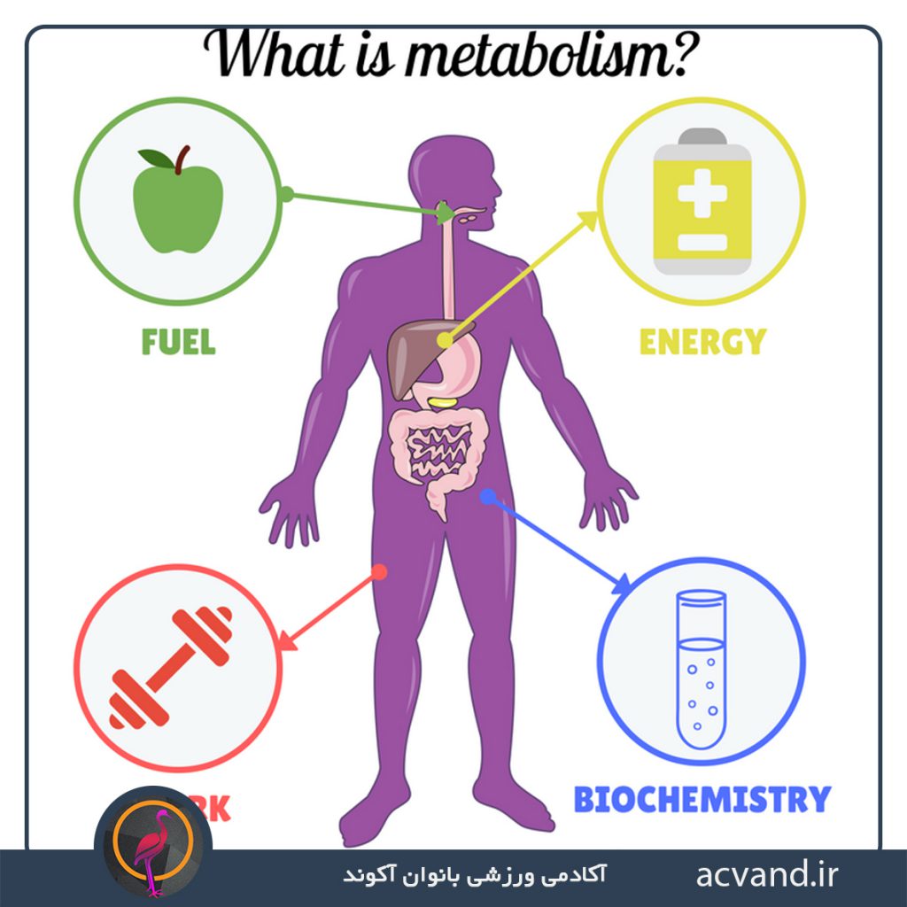 متابولیسم چیست؟